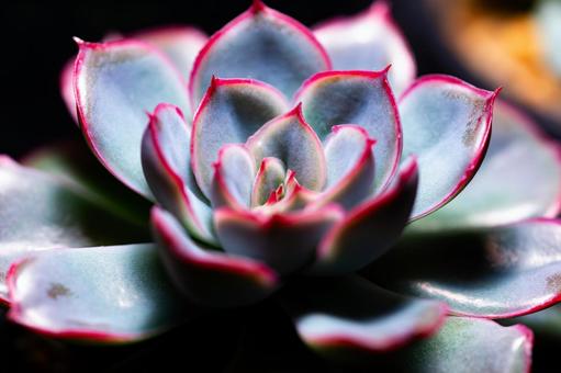 エケベリア(寒色) エケベリア(寒色) 草,エケベリア,多肉植物の写真素材
