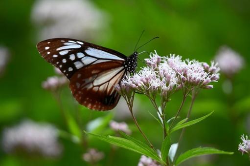 アサギマダラ2の写真