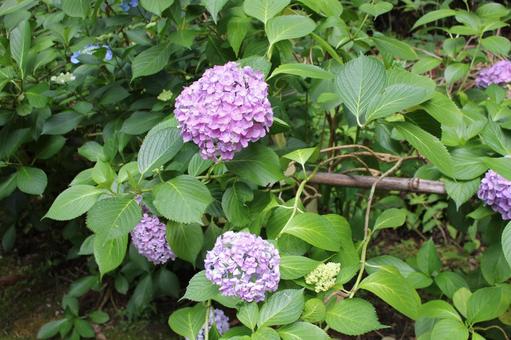 Hydrangea 41, JPG
