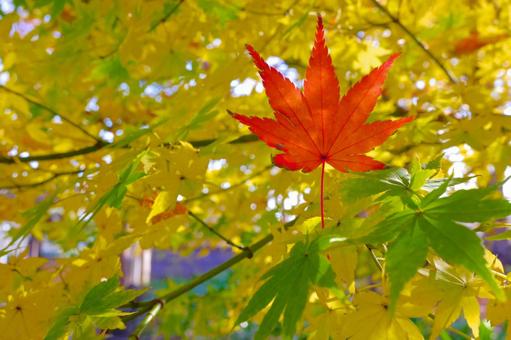 一枚の紅葉の写真