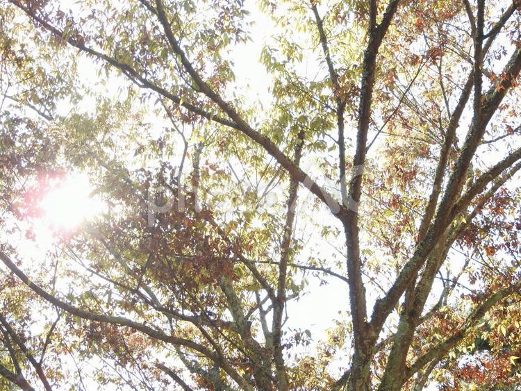 秋の風景 木,葉っぱ,自然の写真素材