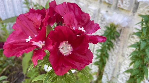 真紅の花 スイートピー,真紅,花の写真素材