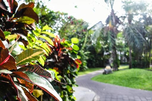 南国リゾートの庭園とクロトンの葉 南国,リゾート,庭園の写真素材
