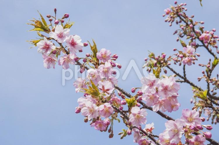 免々田川の桜11（田原市） 桜,河津桜,免々田川の写真素材