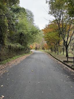 晩秋の牛伏川フランス式階段工への道の写真