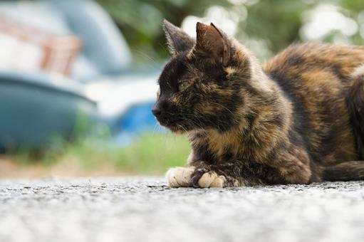 野良猫のポートレート 野良猫のポートレートの写真