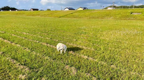 遠賀川を歩くフレブル 遠賀川を歩くフレブル フレンチブルドッグ,遠賀川,河川敷の写真素材