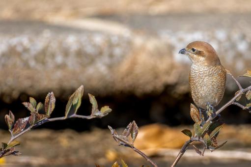 Shrike perched on a branch, copy space, mos, hyperbird, wild bird, JPG