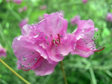 Azalea-1, JPG