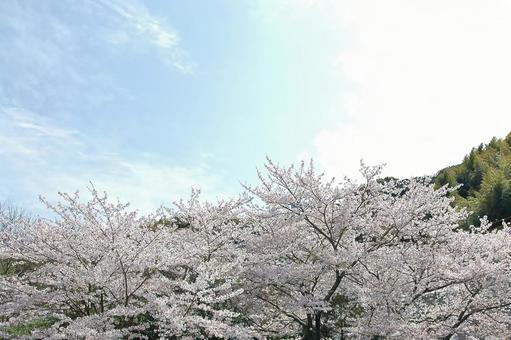 <Spring image> Cherry blossoms, JPG