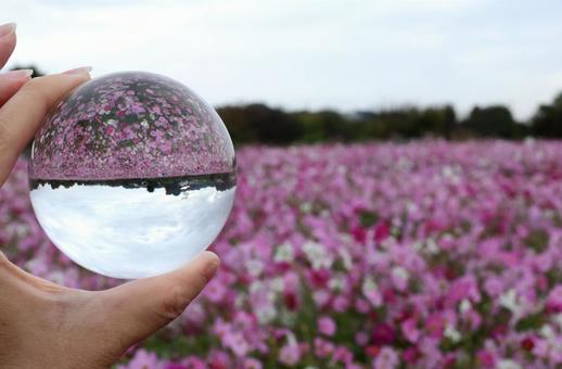 コスモス畑の写真