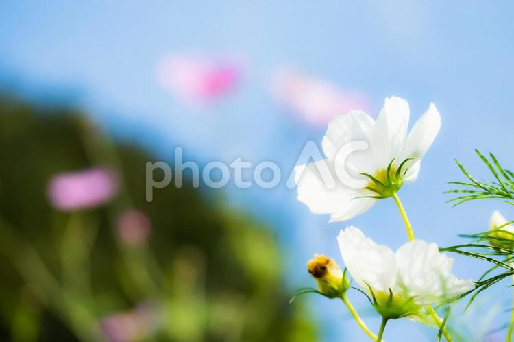 秋晴れの青い空と白い雲とコスモスの花 コスモス,花,青空の写真素材