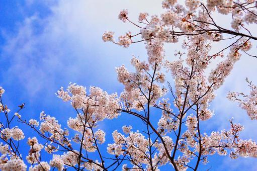 桜と青空の写真
