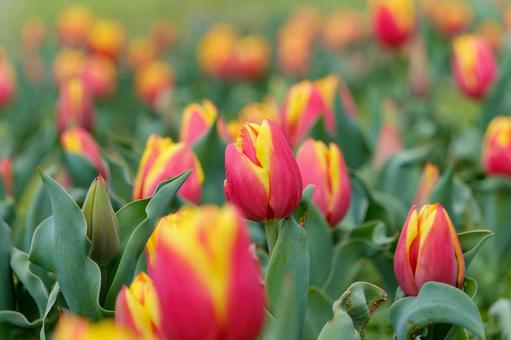 A spring flower field filled with red and yellow tulips, JPG