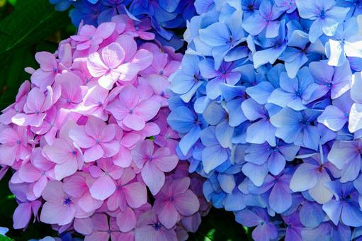 青とピンクが美しい紫陽花の花2 青とピンクが美しい紫陽花の花2 紫陽花,花,梅雨の写真素材