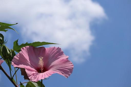 青空と白い雲とピンクのタイタンビスカの花 青空と白い雲とピンクのタイタンビスカの花の写真