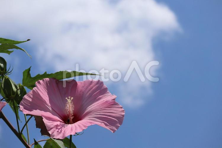 青空と白い雲とピンクのタイタンビスカの花 青空,白い,雲の写真素材
