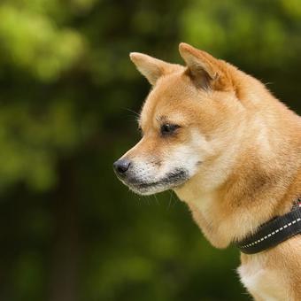 Photo, dog, shiba inu, shibainu, 