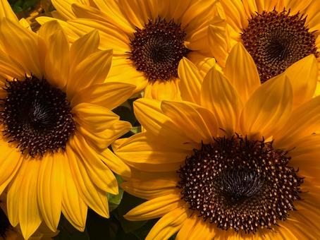 オレンジ色のひまわり オレンジ色のひまわり ひまわり,花,アップの写真素材