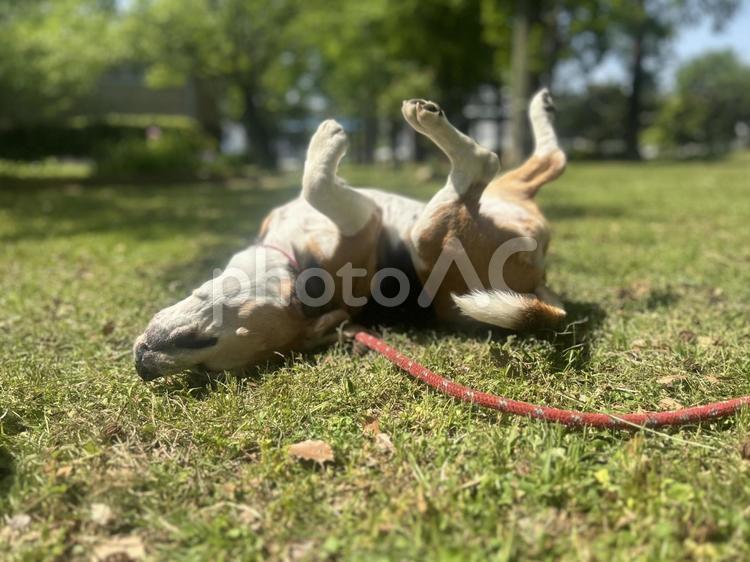 公園で楽しそうに遊ぶビーグル犬 ビーグル,犬,ペットの写真素材