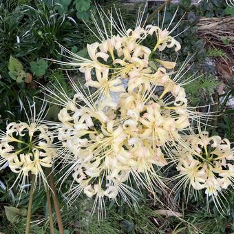花★彼岸花・曼殊沙華（白） 彼岸花,曼殊沙華,白の写真素材