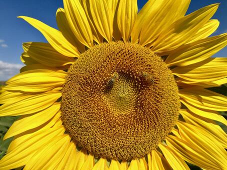 ひまわり17の写真