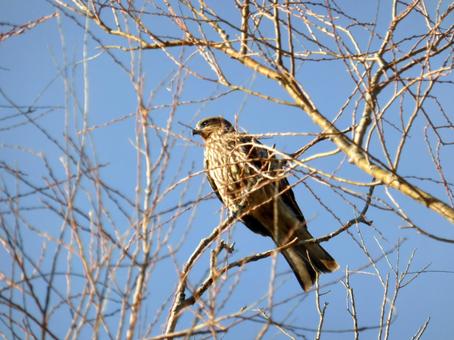 高い木の枝に止まったトビ 高い木の枝に止まったトビ トビ,トンビ,鳥の写真素材
