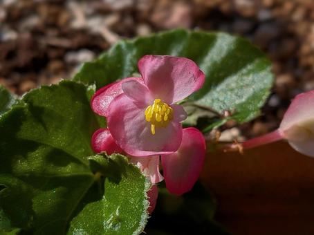 陽だまりに咲くベゴニア 植物,ベゴニア,花の写真素材
