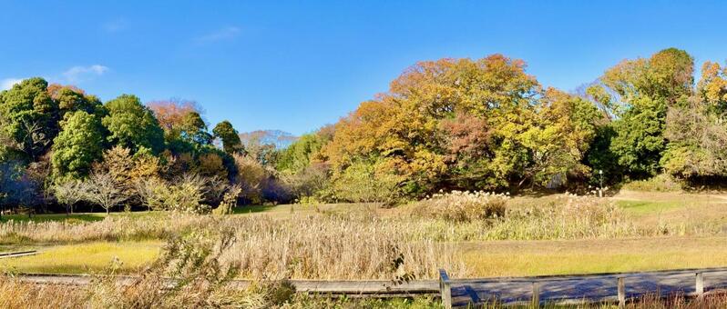 青い空と紅葉の森の壁紙21:9 紅葉,青空,壁紙の写真素材