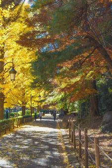 国立市大学通り側道のイチョウ並木 国立市大学通り側道のイチョウ並木の写真