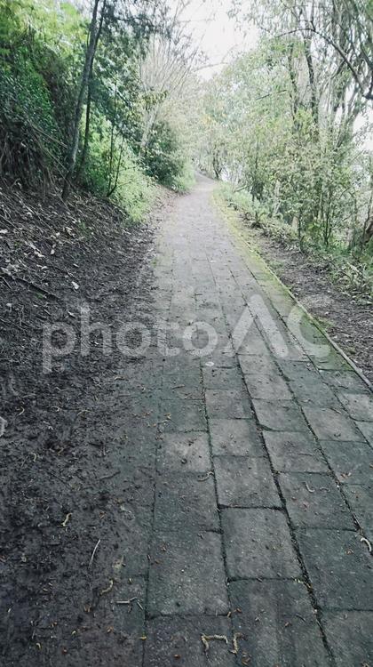 優しい見た目の厳しい道 道,木陰,日陰の写真素材
