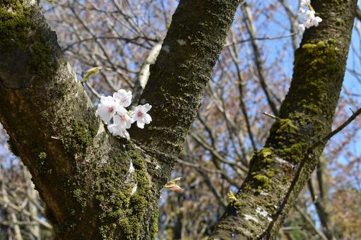桜の木 桜の木の写真
