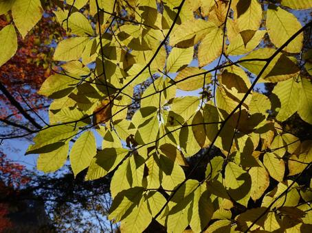 黄色に色付く葉っぱ 秋,葉っぱ,葉の写真素材