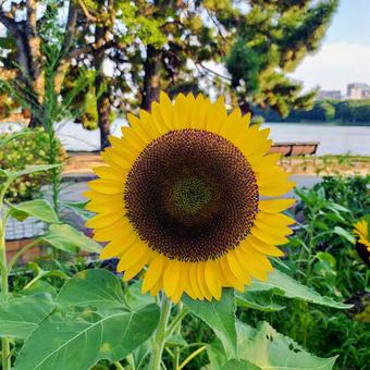 花 花 福岡,大濠公園,夏の写真素材