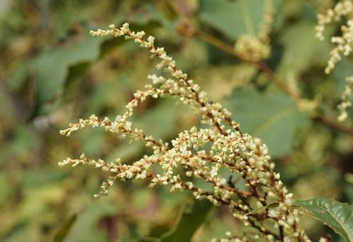 イタドリの花 イタドリの花 イタドリ,花,植物の写真素材