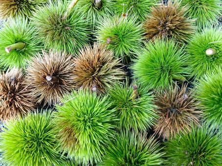 夏の毬栗 一面 夏の毬栗 一面の写真
