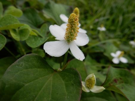 【花の写真】ドクダミ 【花の写真】ドクダミ ドクダミ,蕺,蕺草の写真素材