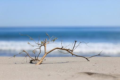 砂浜と枯れ木 枯れ木,流木,木の写真素材