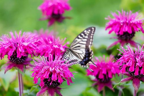 Photo, bergamot, flower, plant, 