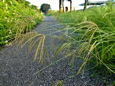 ススキの穂 自然,ススキ,植物の写真素材