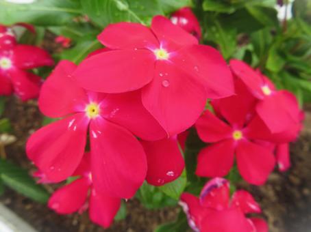 ニチニチソウ（日々草）赤の写真