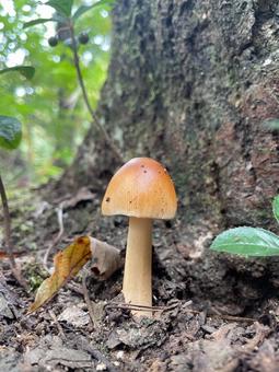 カバイロツルタケ カバイロツルタケ きのこ,キノコ,秋の写真素材