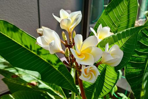 プルメリアの花 プルメリアの花の写真