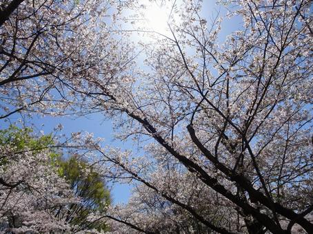 Photo, april, cherry blossoms, petal, 