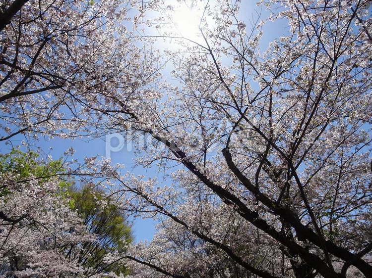 四月の桜-13 四月,桜,花びらの写真素材