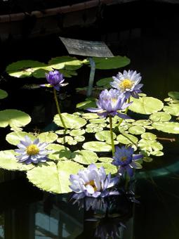 大船フラワーセンター、スイレン池の風景 スイレン,花,植物の写真素材