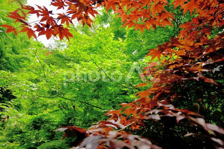 春もみじのある風景２ 春もみじ,新緑,緑の写真素材
