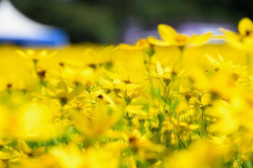 花 花,風景,イエローの写真素材