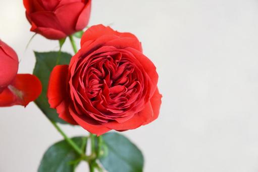赤いばら 赤いばら ばら,バラ,薔薇の写真素材