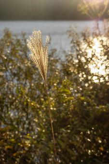 夕暮れの芦ノ湖のススキ 夕暮れの芦ノ湖のススキの写真
